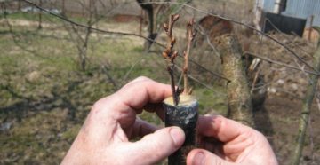 Калибровка дерева своими руками Калибровка дерева своими руками