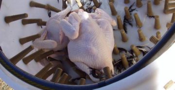 Щипалка для птиц своими руками