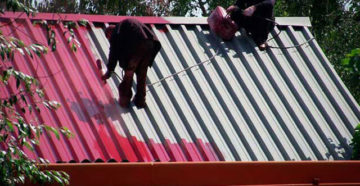 Как покрасить профнастил своими руками